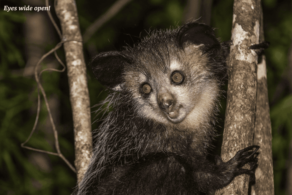 Aye-aye lemur on a tree in Madagascar - unusual wildlife encounters