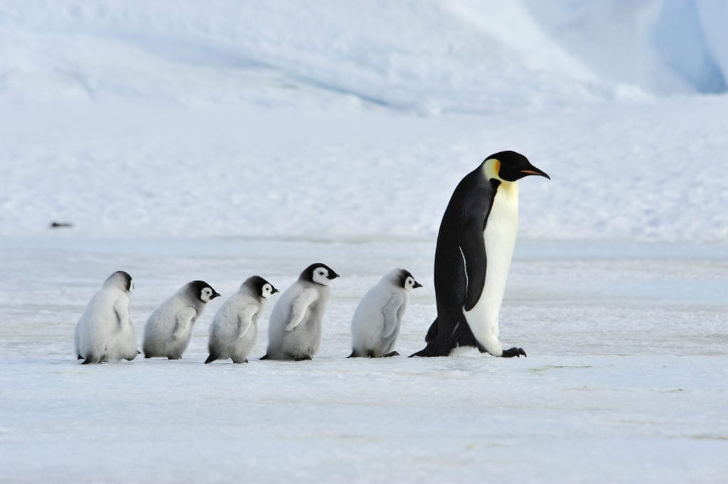 antarctic penguin emperor