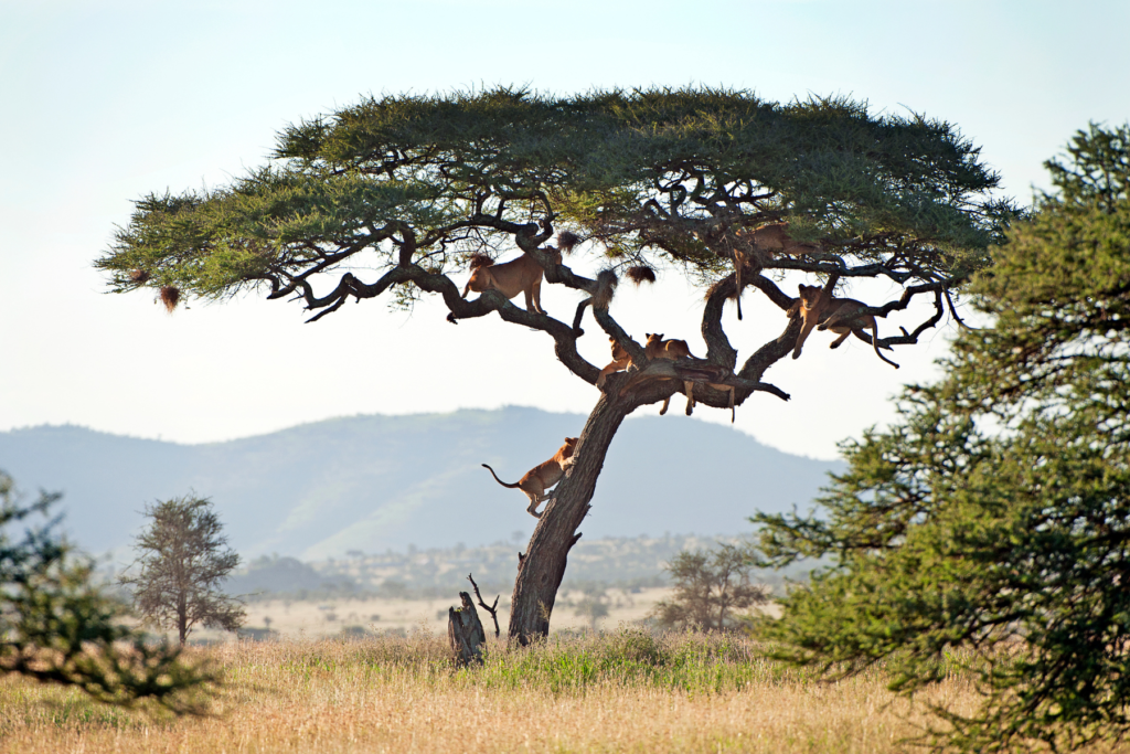 A definitive guide to Tanzania’s national parks