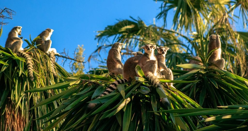 The best places to see lemurs in Madagascar