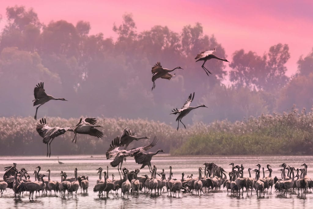 Hula Valley Reserve Israel by Protasov AN Shutterstock