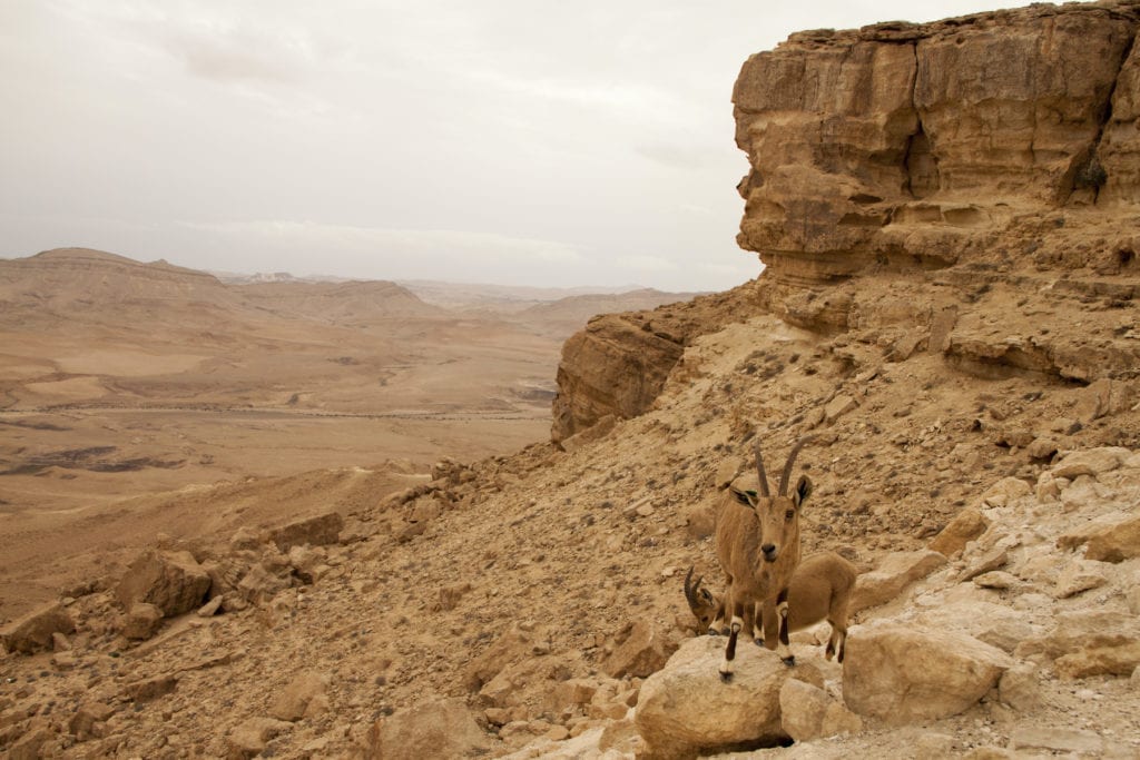 Ibex Negev Desert Israel by Arie Jakovlev, Shutterstock