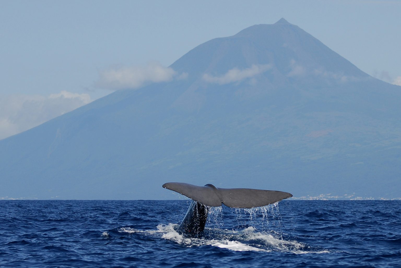 A whale of a time: the world’s best whale-watching destinations