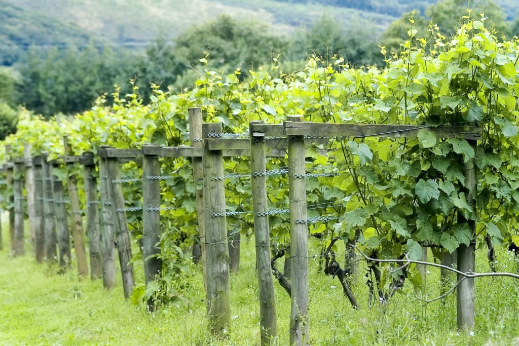 Camel Valley Vineyard Cornwall by David Hughes Shutterstock