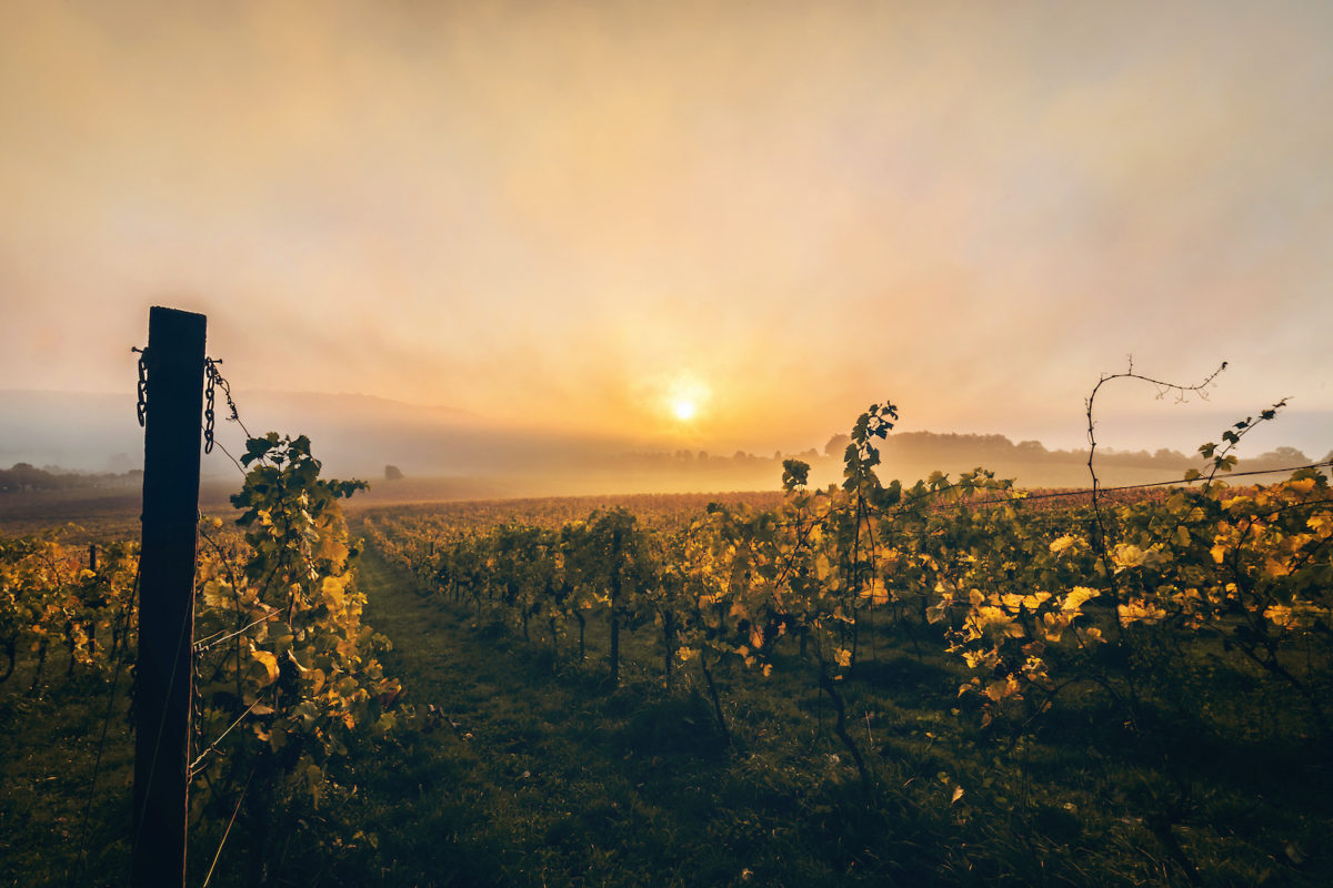 Denbies Winery Surrey by Jools Hart Photography Shutterstock
