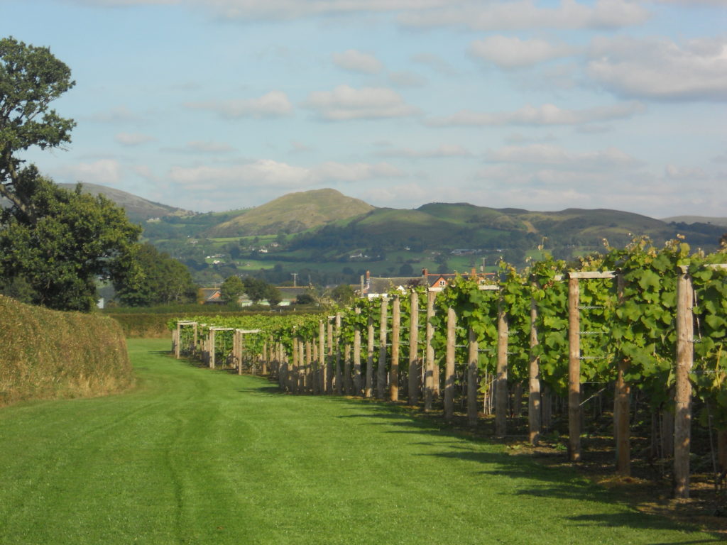 Kerry Vale Vineyard Shropshire by Kerry Vale Vineyard