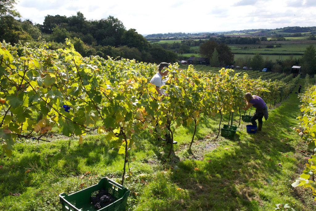 Smith and Evans Estate Somerset by Smith and Evans Wine best vineyards england