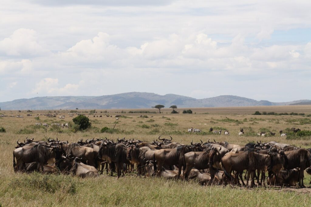 East Africa’s best wildlife spots