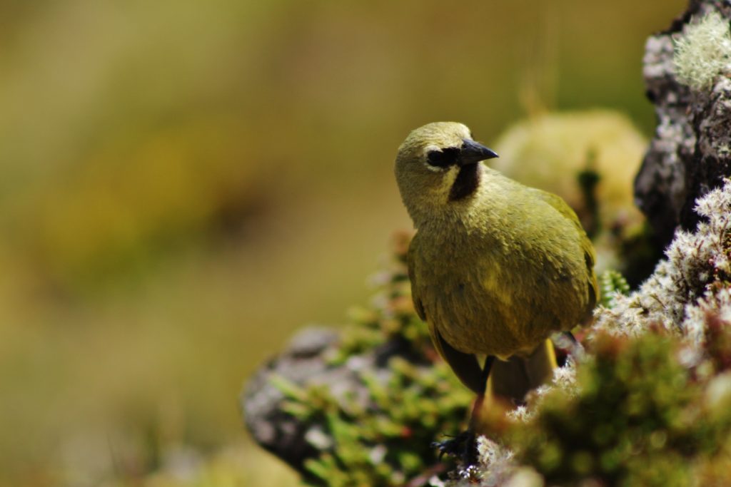 Gough bunting Gough Island By Christopher Jones