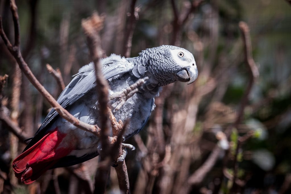 Parrot Gabon