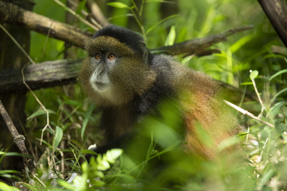 Golden monkey Uganda