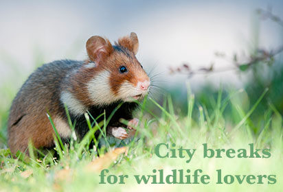 European city breaks for wildlife lovers