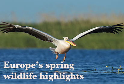 Europe’s spring wildlife highlights