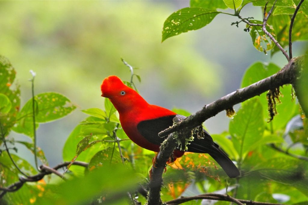 Andean cock-of-the-rock, Manu National Park, Peru