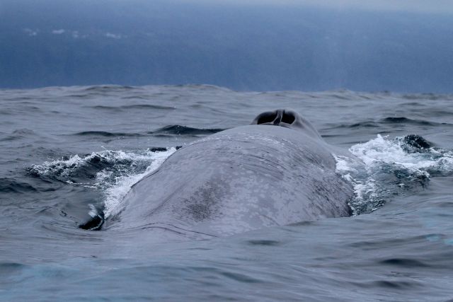 Blue whale, Azores, Pico Island