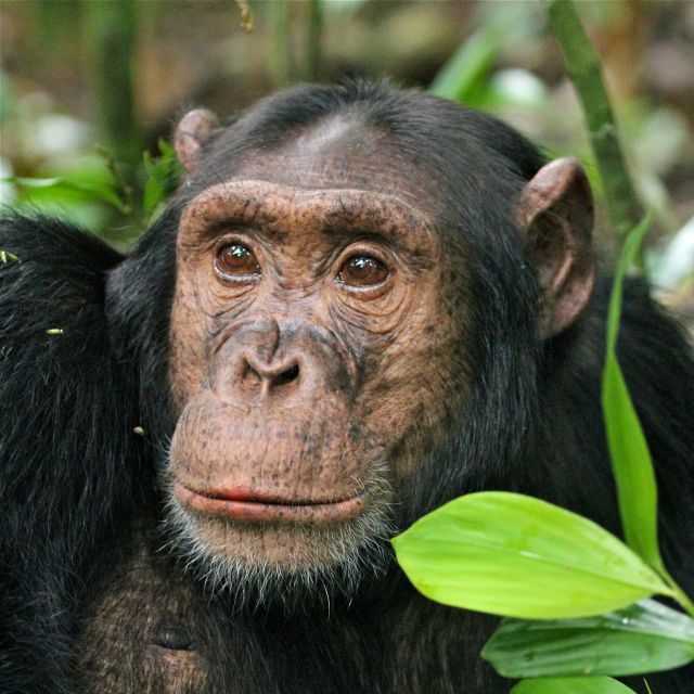 Chimpanzee, Kibale National Park, Uganda