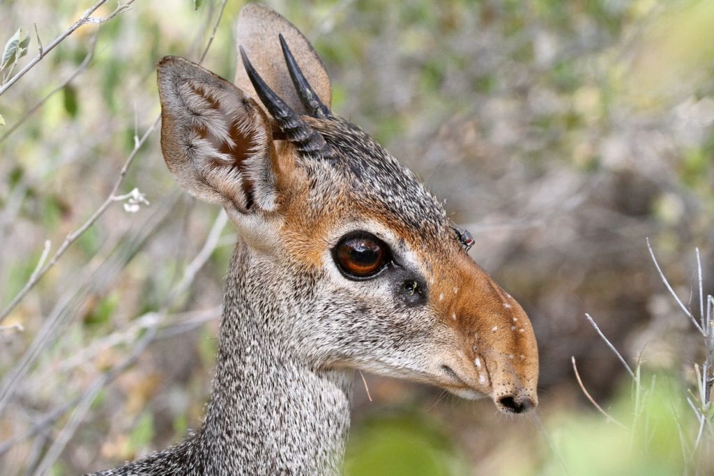 Dik-dik, Shaba National Park, Kenya