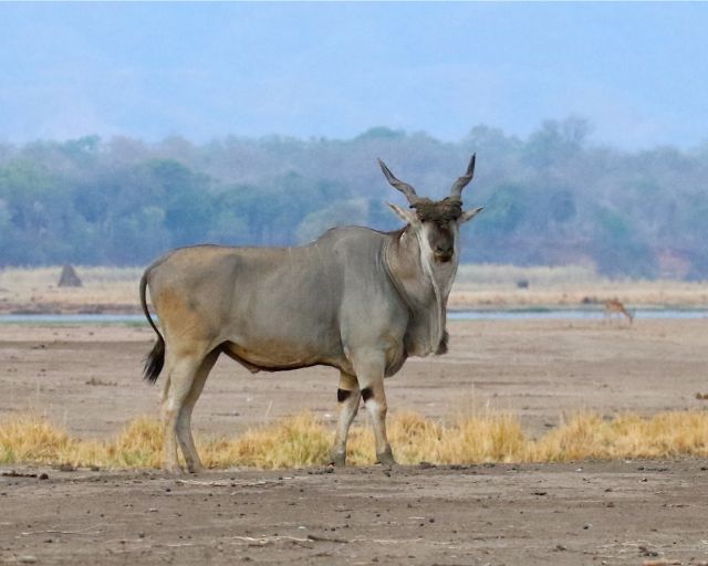 Eland, Mana Pools National Park, Zimbabwe