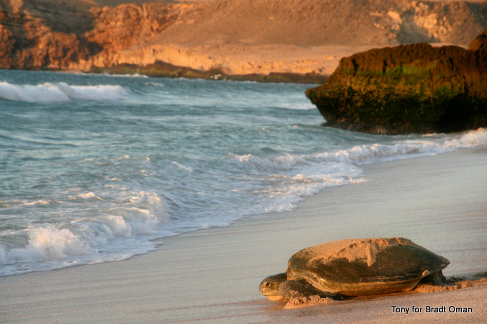 Masirah Island Oman turtle best places to see turtles