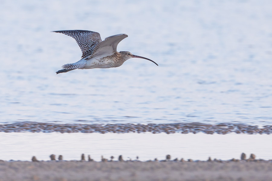 Birdwatching Socotra