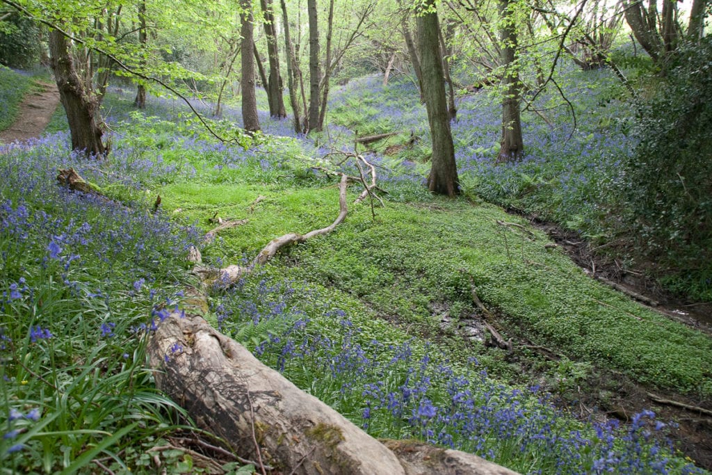 Ashdown Forest, Sussex by Ashdown Forest