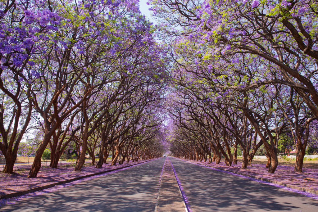 Harare Zimbabwe Jacaranda tress lining Milton Avenue by Jez Bennet Shutterstock