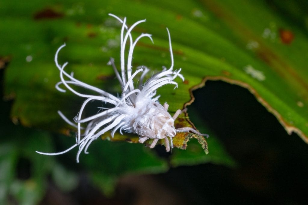 Borneo insect otherworldly landscapes