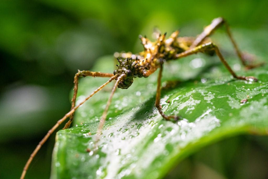 Stick insect Borneo otherworldly landscapes