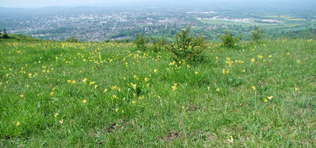 Cleeve Common Cotswolds grasslands