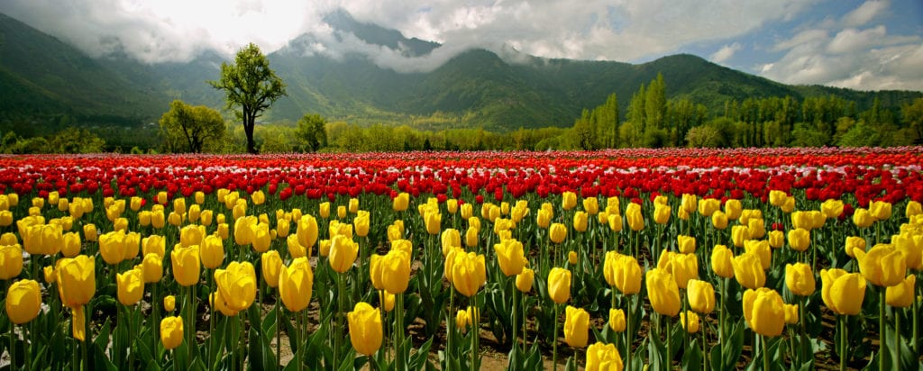 Tulip Garden Srinagar Kashmir Valley by J&K Tourism