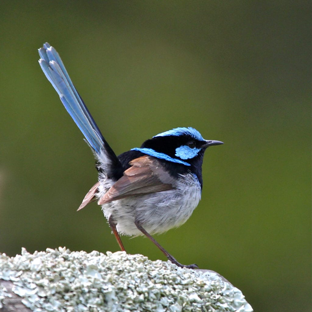 Fairy Wren, Kangaroo Island, Australia 