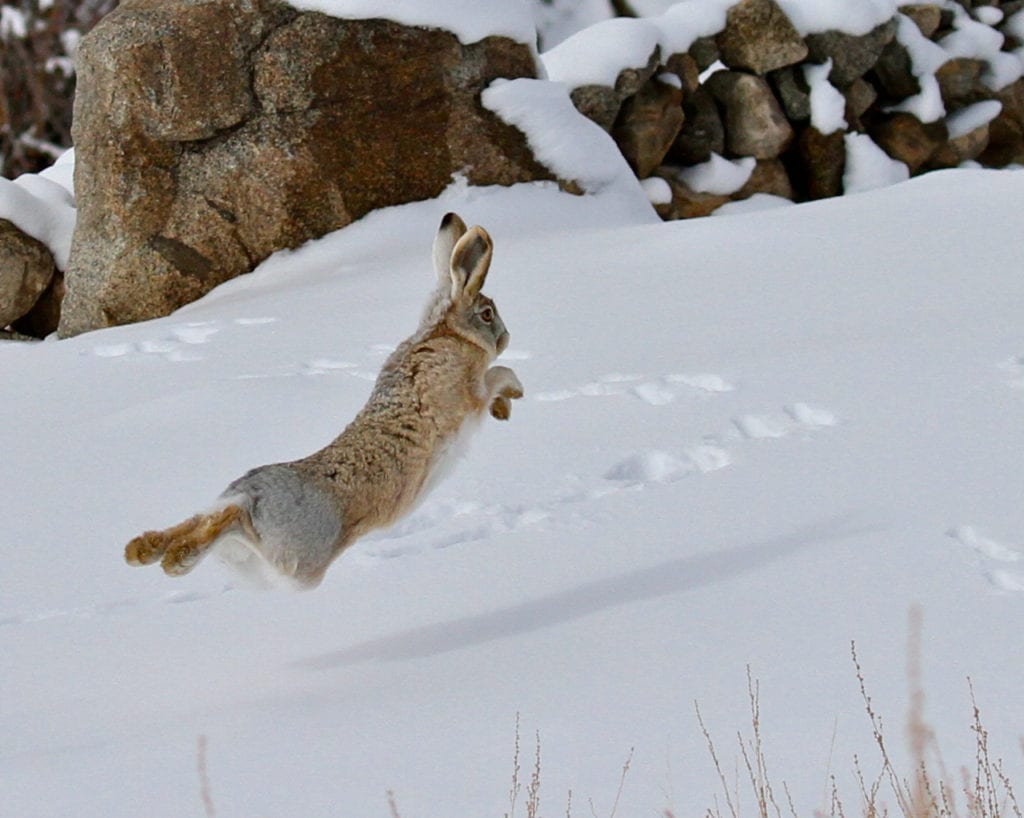 Woolly hare, Ladakh, India