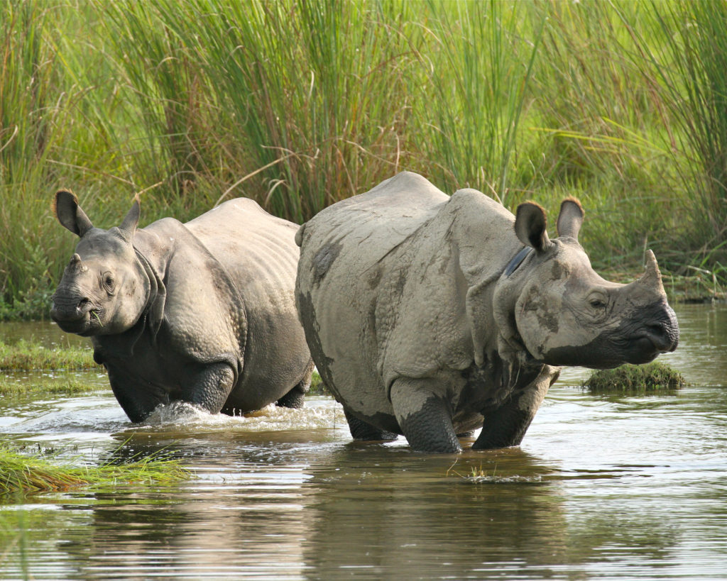 Indian rhino, Nepal