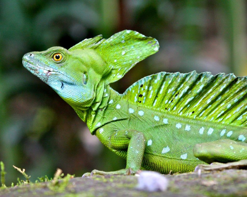 Plumed basilisk Mike Unwin