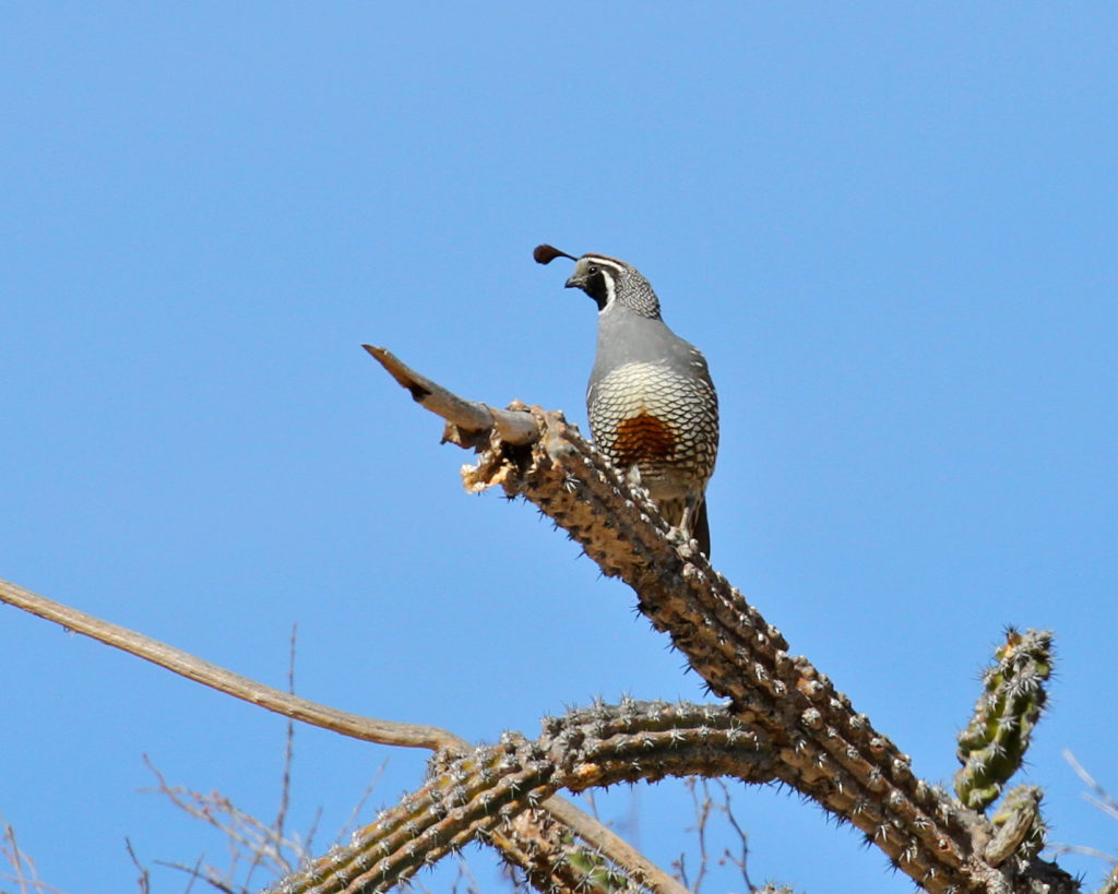 Quail Mike Unwin