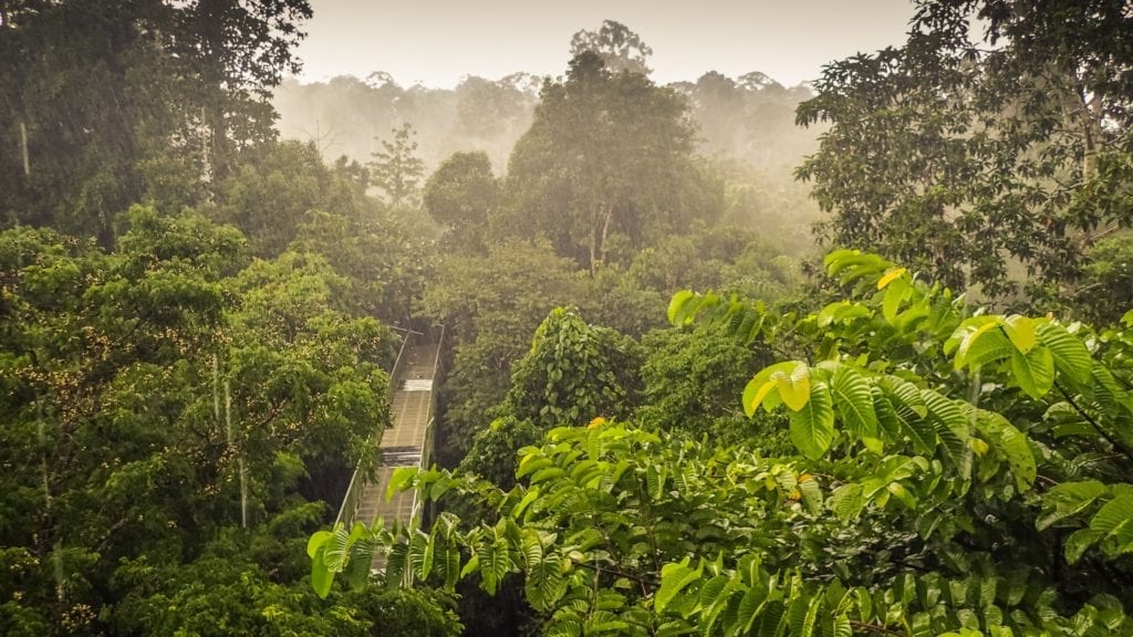 Kinabalu, Borneo by Diego Cue, Wikimedia Commons