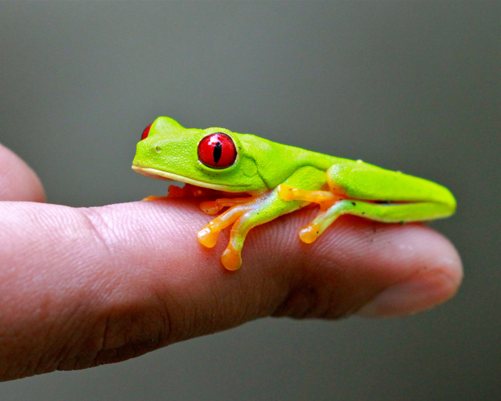 Red-eyed tree frog Mike Unwin