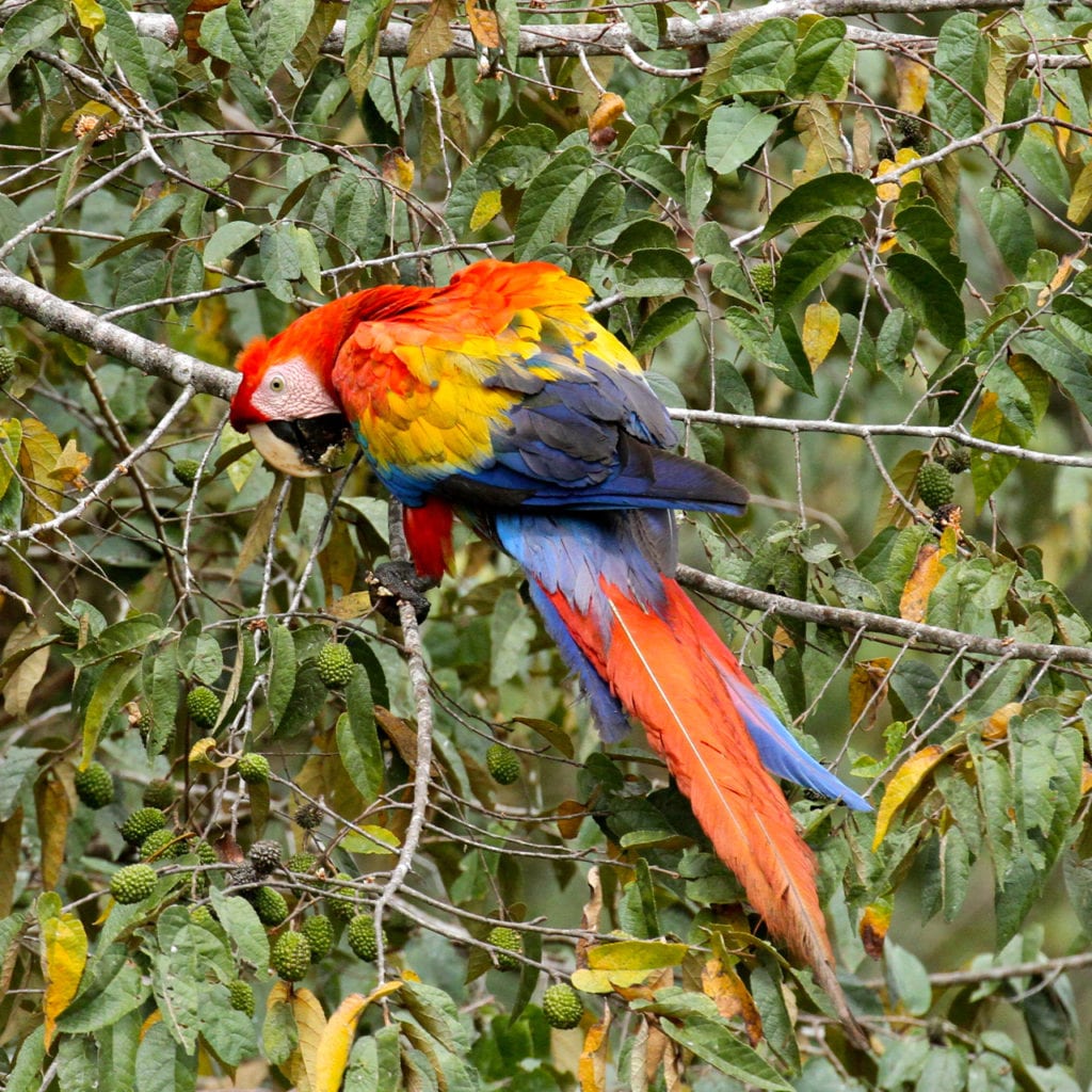 Scarlet macaw Mike unwin