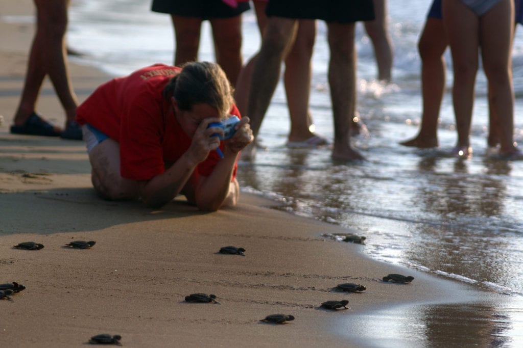 Turtle watching North Cyprus