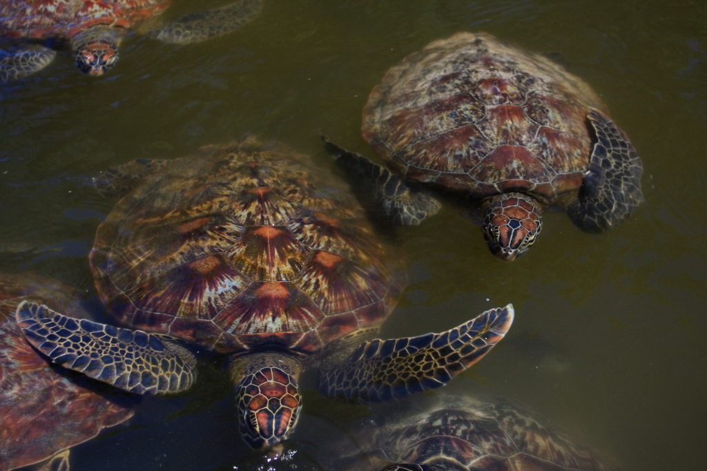 Turtles Zanzibar by TravelingOtter Flickr