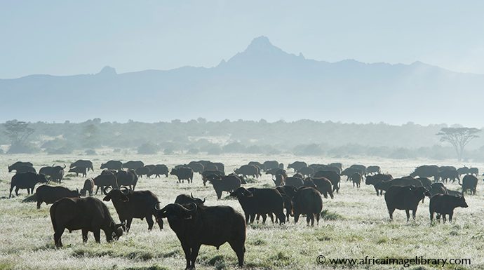 Buffalo Laikipia Kenya by Ariadne Van Zandbergen Africa Image Library