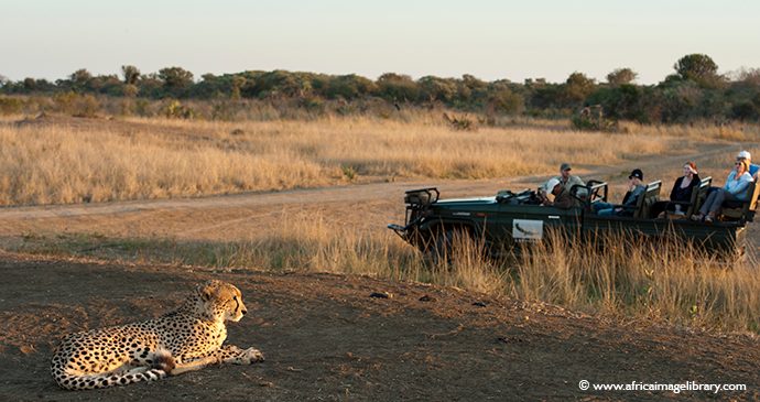 Game drive cheetahs South Africa by Ariadne Van Zandbergen, Africa Image Library