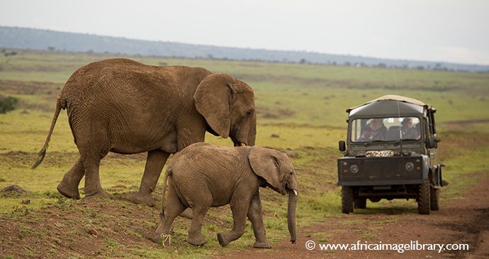 Elephant safari Kenya Ariadne Van Zandbergen Africa Image Library