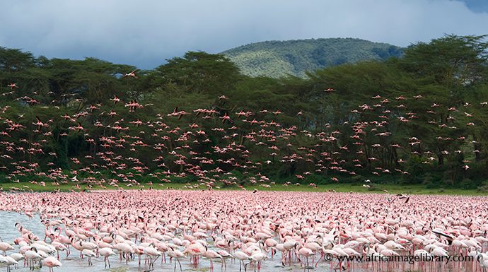 Lake Naivasha Kenya by Ariadne Van Zandbergen Africa Image Library 