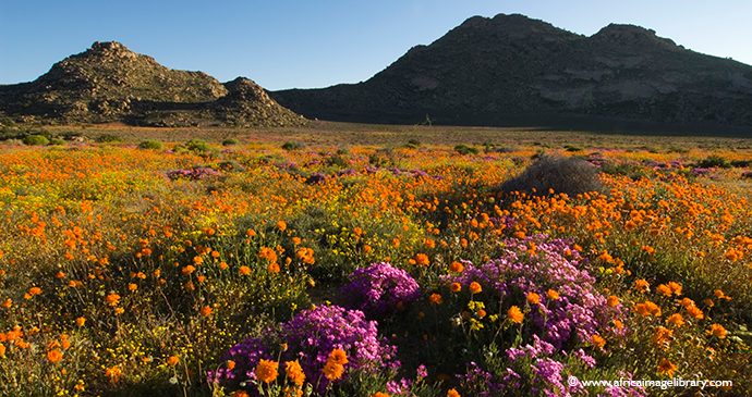 Flowers South Africa by Ariadne Van Zandbergen, Africa Image Library