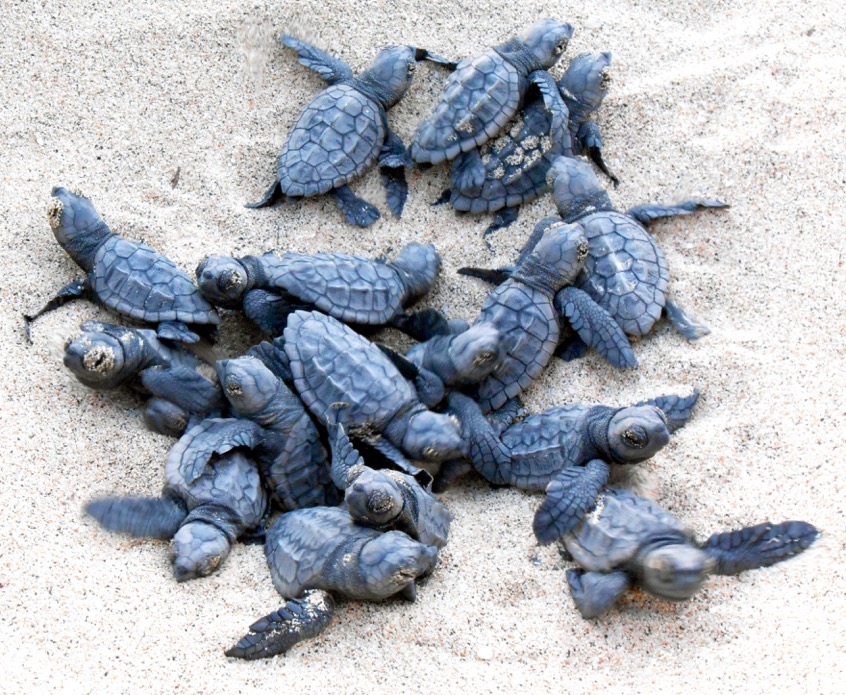 Hatching nest turtles Cape Verde by Project Biodiversity