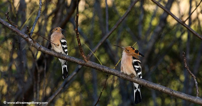 Hoopooe South Africa birdwatching by Ariadne Van Zandbergen, Africa Image Library