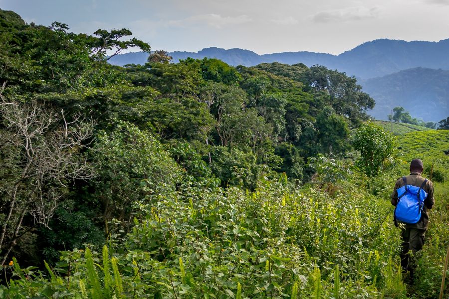 Baby gorilla, Nyungwe, Rwanda by martin, Shutterstock best forests in the world