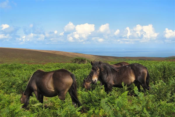 Discovery Safaris horses