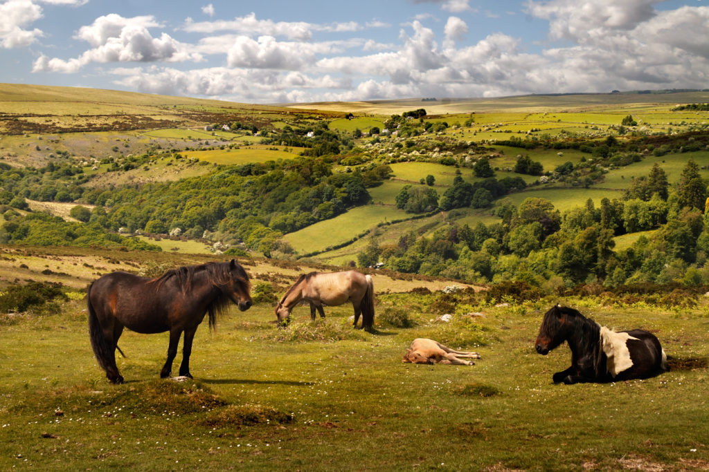 Exmoor ponies Exmoor National Park by Tony Brindley, Shutterstock